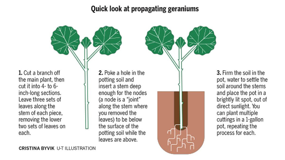 Finding The Perfect Soil For Successful Plant Propagation Riveal