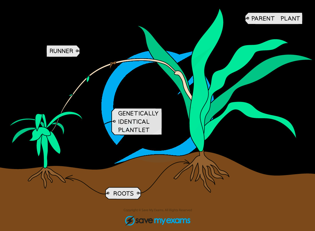 Unraveling Asexual Reproduction In Plants Riveal