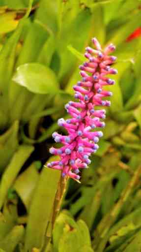 Aechmea gamosepala: The Stunning Beauty of a Bromeliad - Riveal