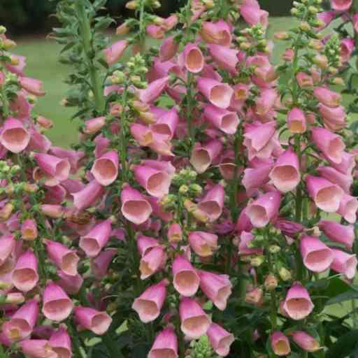 Arctic Fox Rose Foxglove: Determining its Lifecycle - Riveal