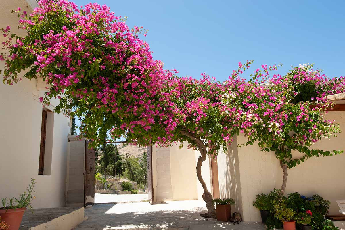 Bougainvillea Vera Deep Purple A Guide to Growing as an Outdoor Plant Riveal