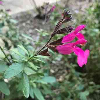 Cherry Sage: Deciphering its Growth Cycle - Riveal