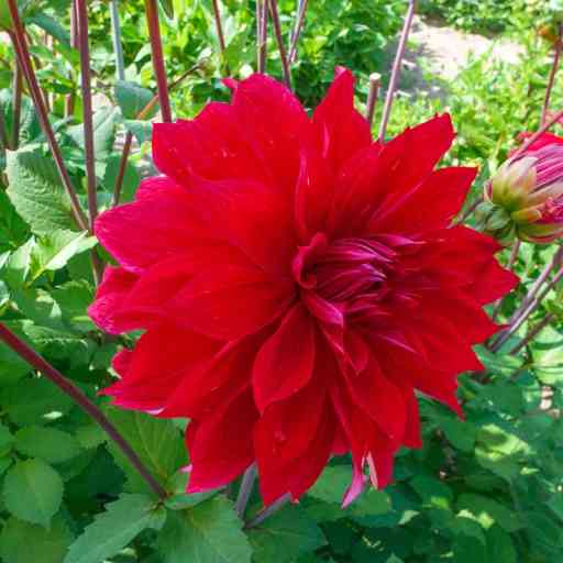 Dahlias Reach New Heights: XXL Varieties Stand Tall - Riveal