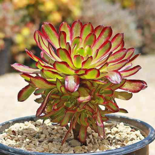 Discover Aeonium Varieties: Plants for Sale Now! - Riveal