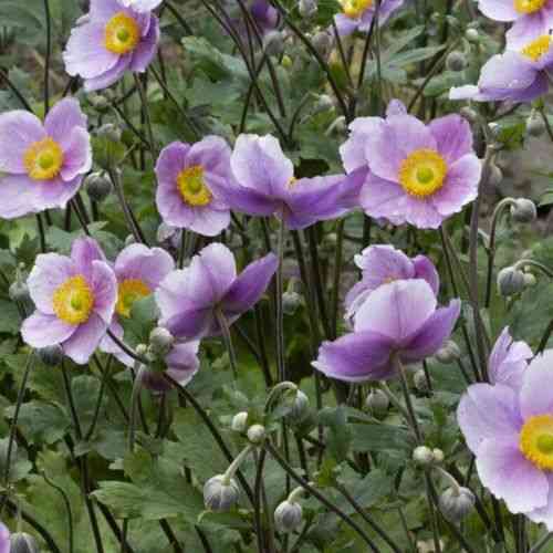 Elegant Anemone: The Regal Beauty of the Swan - Riveal