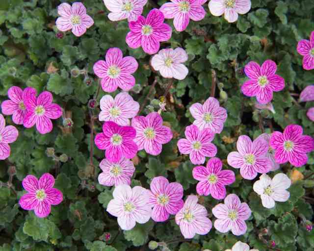 Erodium Bishop's Form: Deciphering Its Lifecycle - Riveal