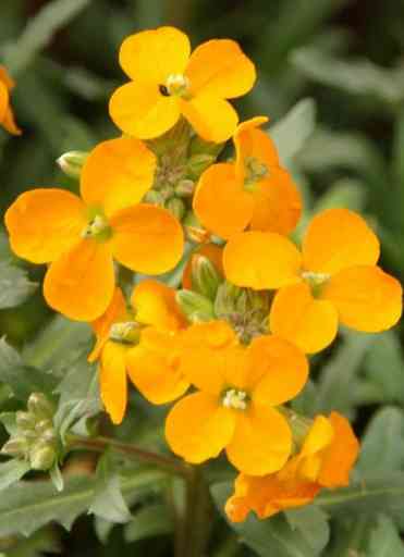 Erysimum Glow Coral: Adding Radiance to Your Garden - Riveal