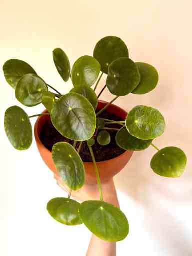 Exploring the Diversity of Pilea Plants - Riveal