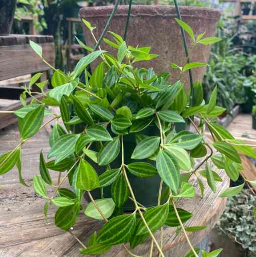 Funky Frog Peperomia Propagation A Comprehensive Guide Riveal