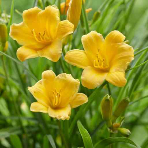 Golden Glow: Stella de Oro Daylily Unveils Vibrant Blooms - Riveal