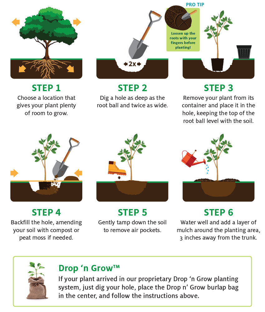 Greening Your Home A Step by Step Guide To Planting Trees Riveal