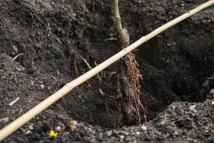 Growing Hornbeam from Seed: Step-by-Step Guide - Riveal