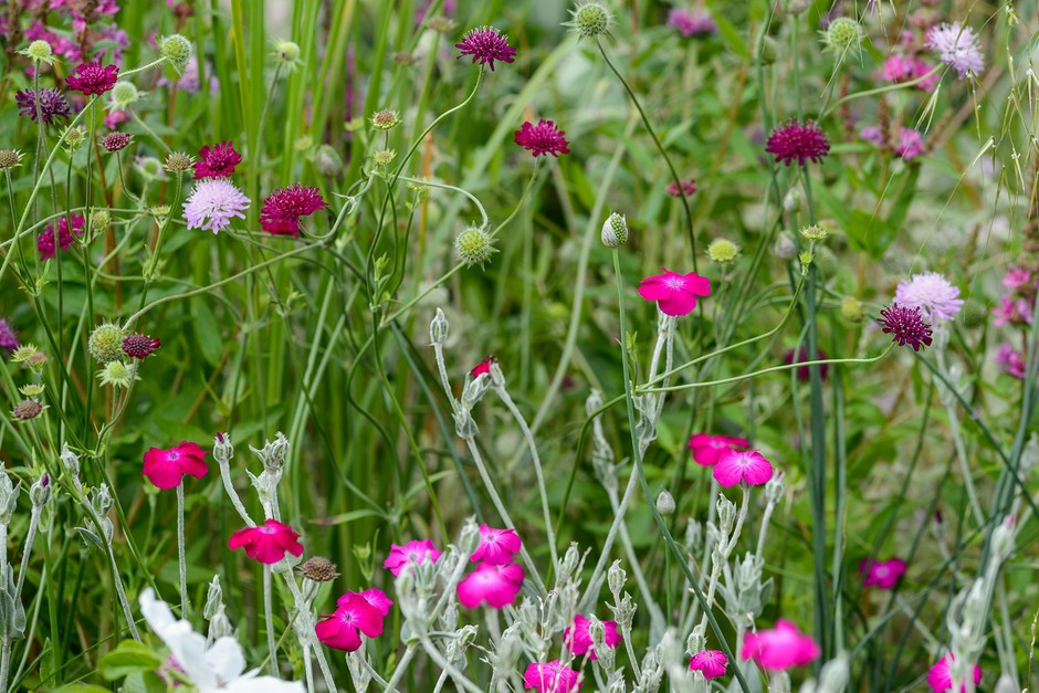 Growing Rose Campion from Seed: A Beginner's Guide - Riveal