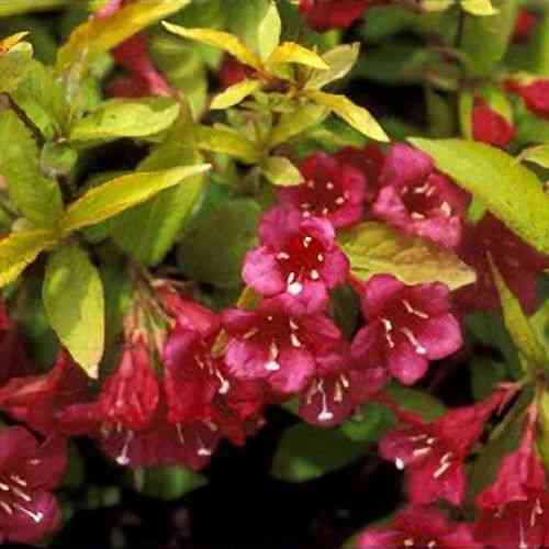 Introducing Exciting New Varieties of Rubidor Weigela - Riveal