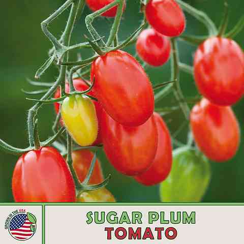 Introducing the Latest Sugar Plum Tomato Seeds! - Riveal