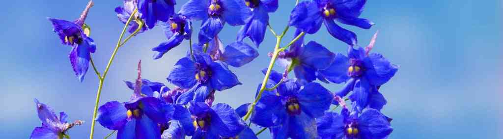 Larkspur Blue: The Allure of a Captivating Hue - Riveal