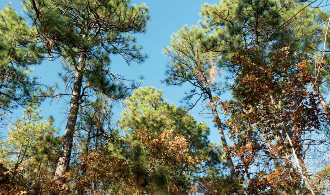 Longleaf Valley: A Forest of Trees or Just a Misnomer? - Riveal