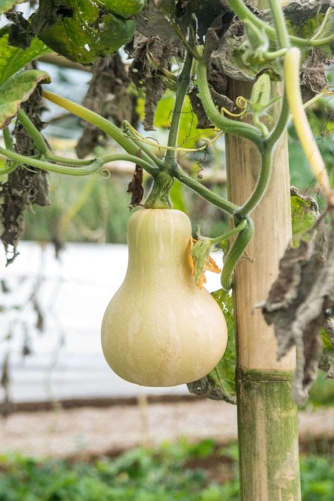 maximizing-squash-plant-growth-with-epsom-salt-riveal