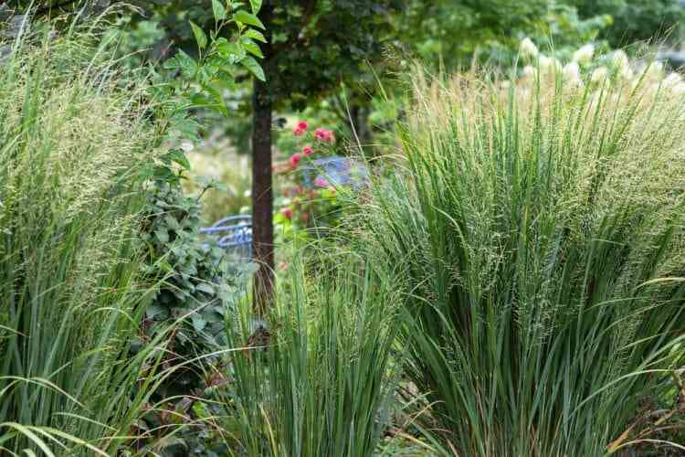 Northwind Switch Grass: Landscaping's Top Pick - Riveal