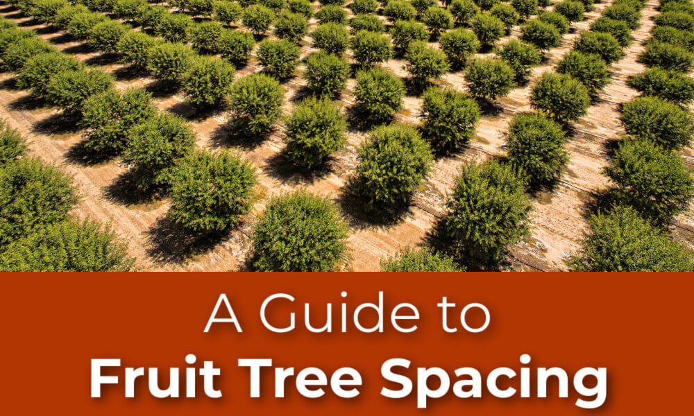 Optimal Spacing Unveiled for Fruit Tree Planting - Riveal