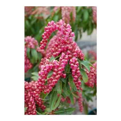 Pieris Valley Valentine's Remarkable Growth Spurt - Riveal
