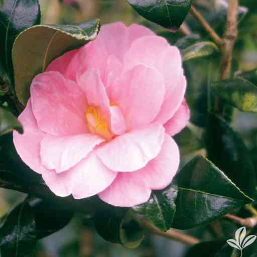 Pink Icicle Camellia Size: The Ultimate Guide - Riveal