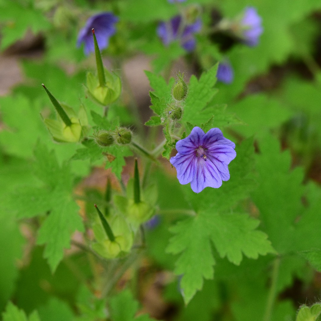 Rare Phenomenon: Blue Geraniums Bloom Twice - Riveal