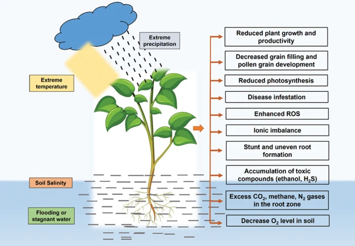 The Adverse Effects Of Stagnant Water On Plant Growth - Riveal