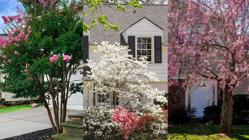 The Top Tree Choices for Planting Near Your House - Riveal