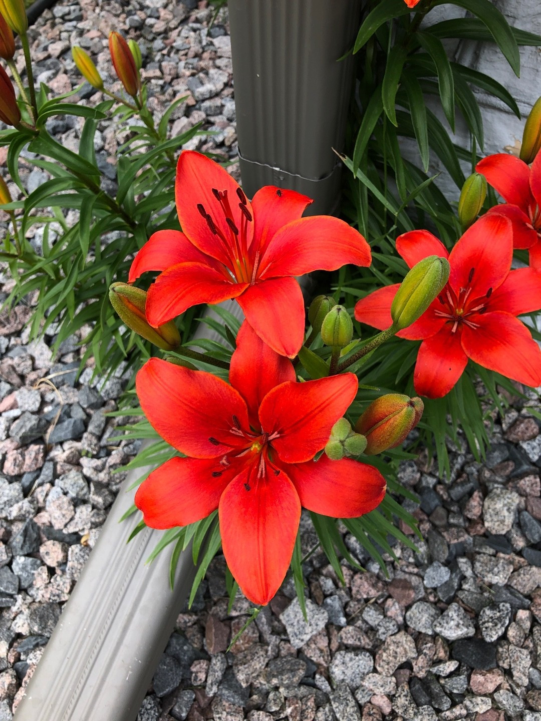 Top Tips for Caring for Indoor Pixie Lily Plants - Riveal