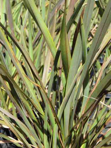 Understanding Phormium Sea Jade's Growth Height - Riveal