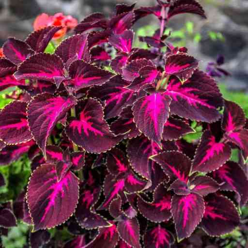 Unlocking the Height Potential of Kingswood Torch Coleus - Riveal