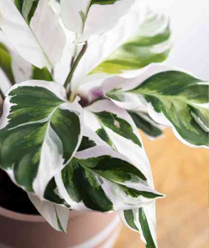 White Fusion Calathea Care Guide: Essential Tips and Tricks - Riveal