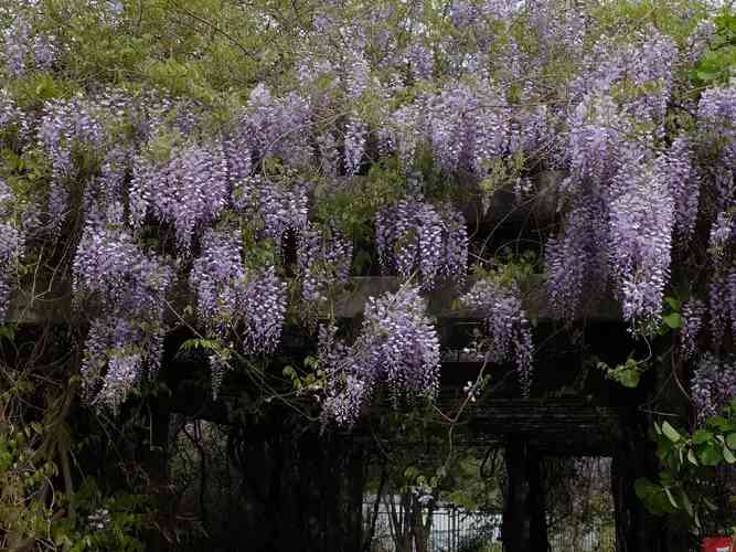 Wisteria Stems: Potential Poisonous Effects - Riveal